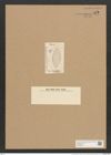 Navicula abbreviata Grun. (de-Toni-Nr.: Genus 1, Species 165) Zeichnungen Sammlung Grunow Nr. 475 (NHMW-BOT-W0366810)